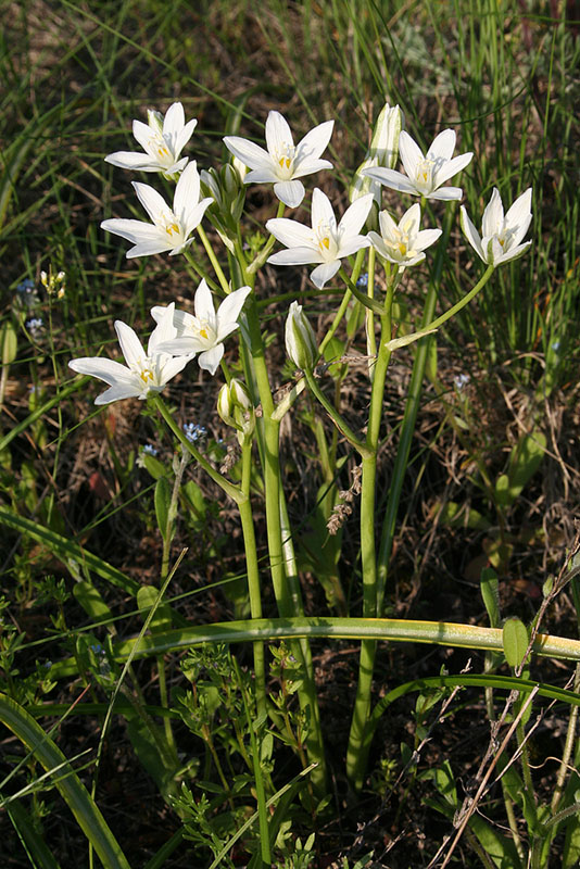 Image of Ornithogalum kochii specimen.