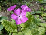 Primula sieboldii