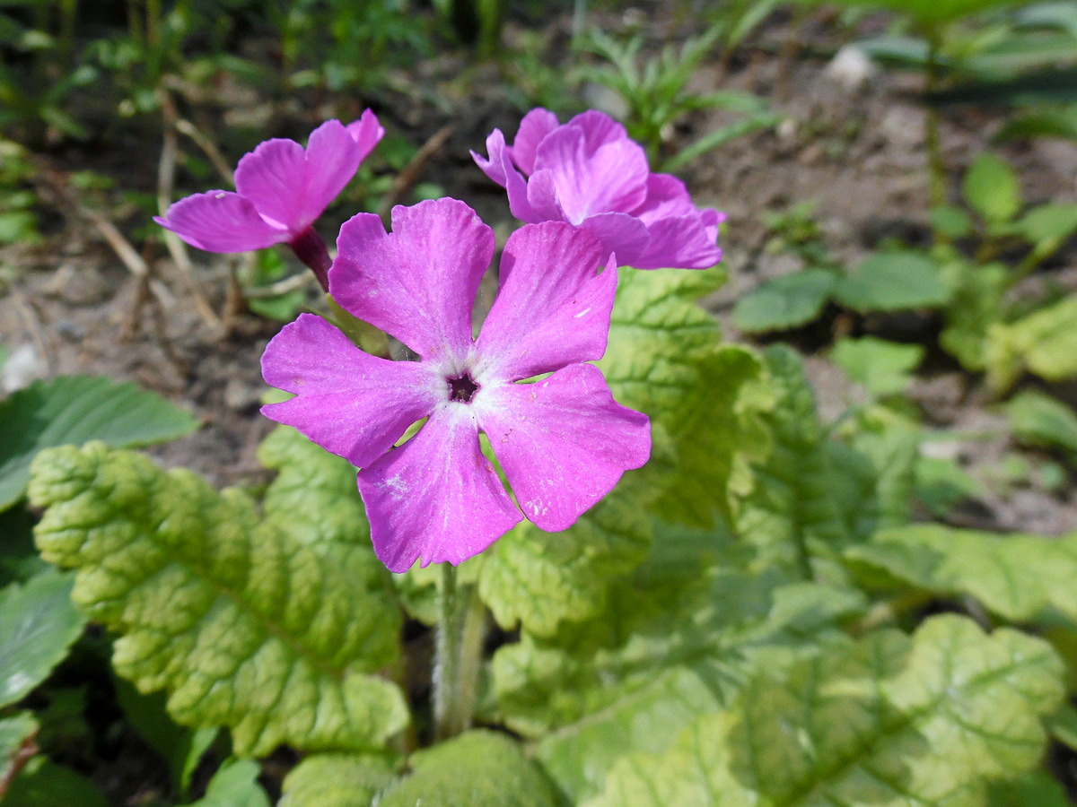 Image of Primula sieboldii specimen.