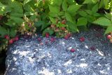 Rubus matsumuranus