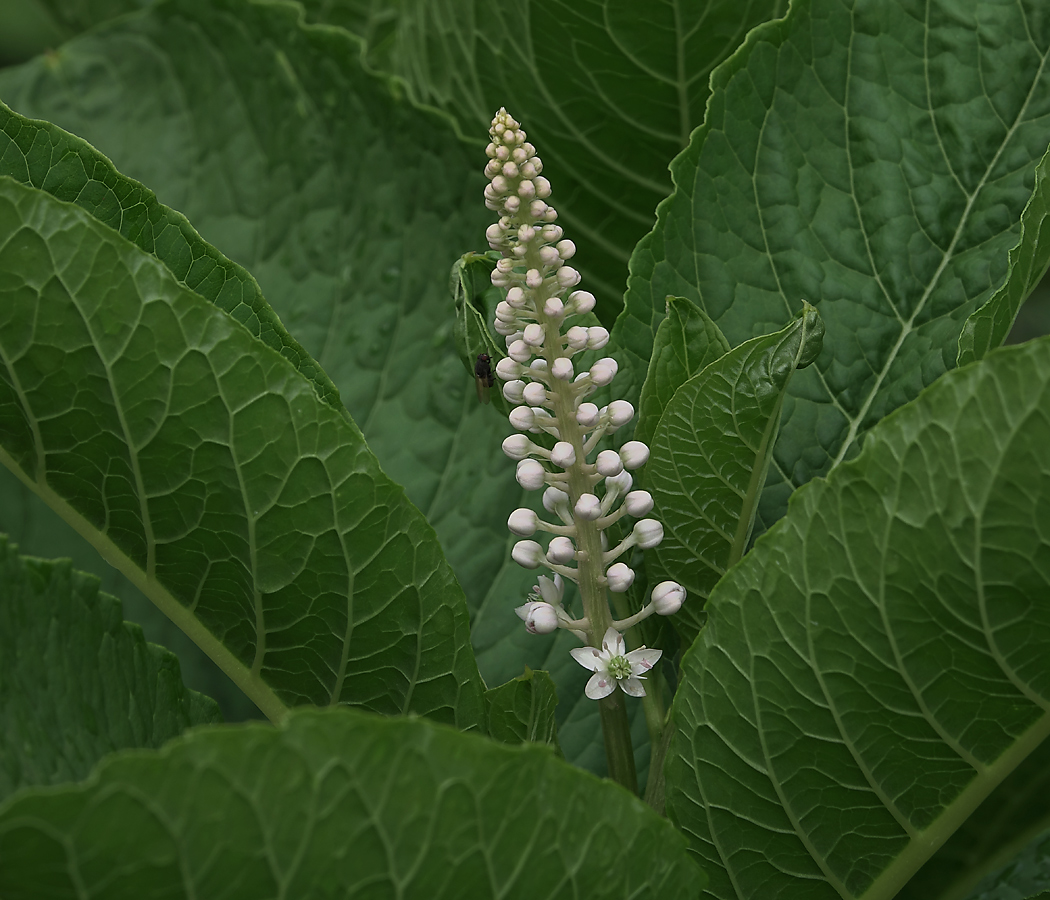 Изображение особи Phytolacca acinosa.