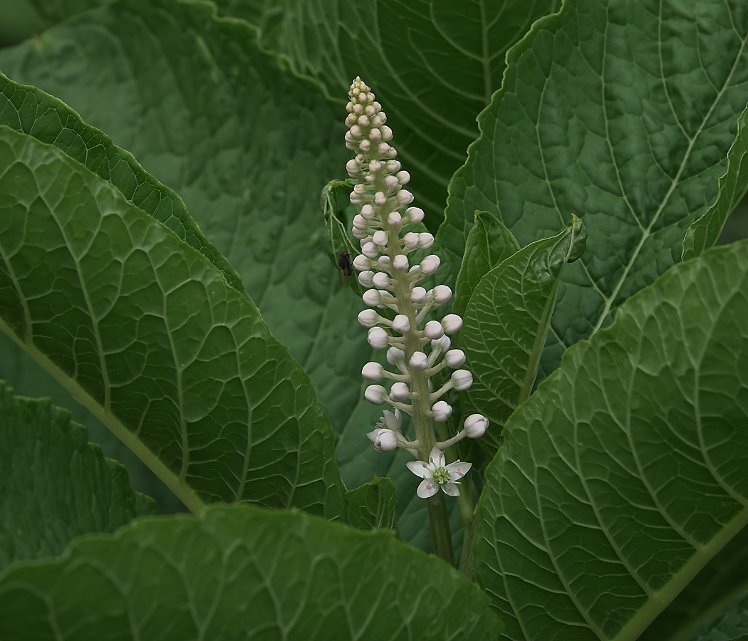 Image of Phytolacca acinosa specimen.