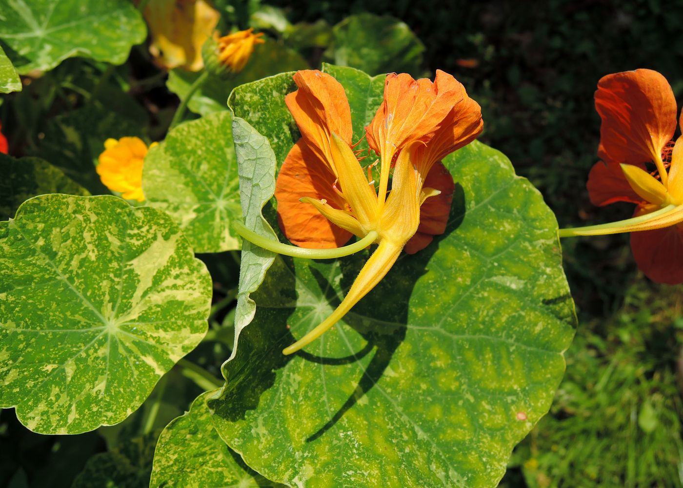 Изображение особи Tropaeolum majus.