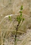 Silene chersonensis. Верхушка бутонизирующего растения c галлами на стебле. Челябинская обл., Брединский р-н, окр. пос. Аркаим, степь. 15 июня 2019 г.