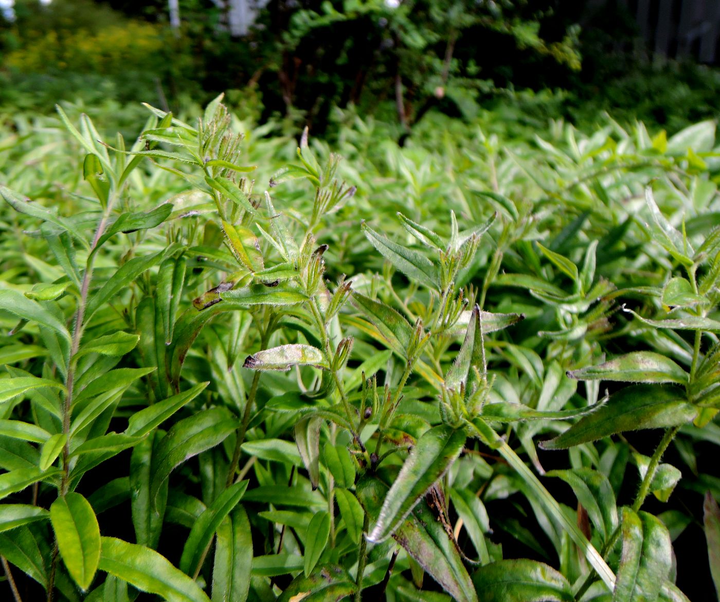 Image of Aegonychon purpureocaeruleum specimen.