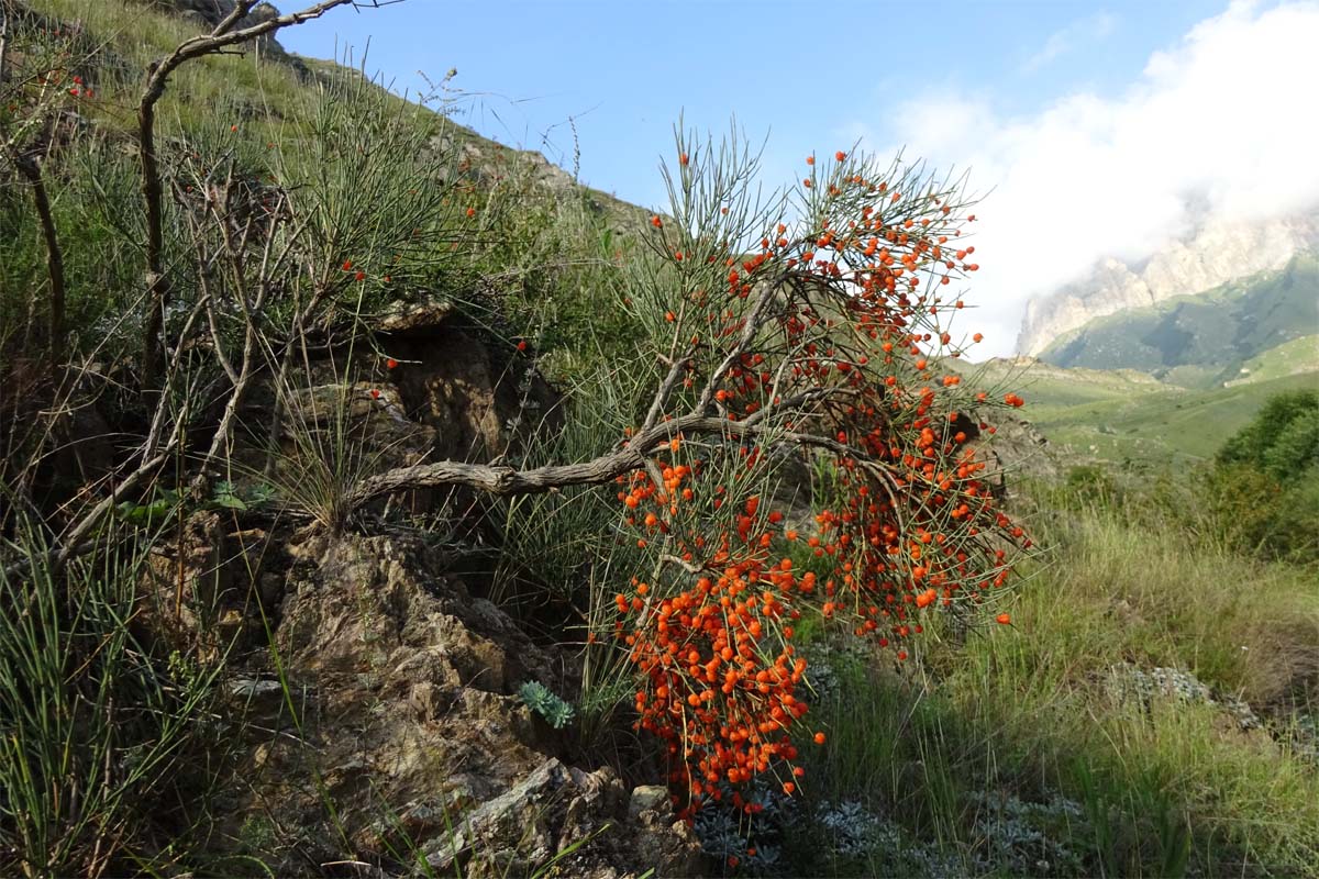 Image of Ephedra procera specimen.