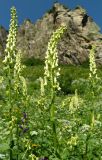 Aconitum orientale. Верхушки цветущих растений. Карачаево-Черкесия, Карачаевский р-н, окр. пос. Домбай, ущелье р. Аманауз, луг на каменистом склоне. 28.08.2019.