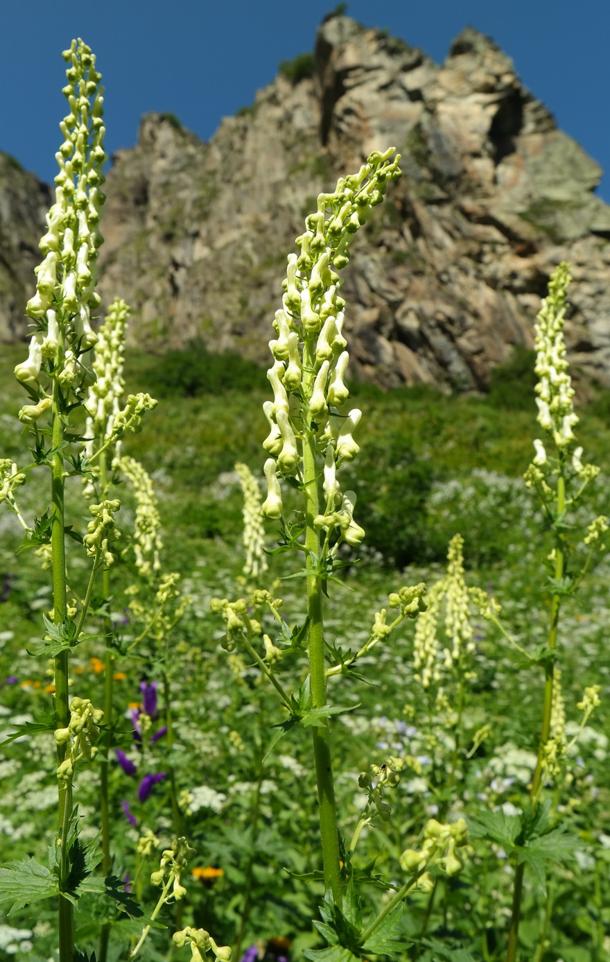 Изображение особи Aconitum orientale.