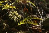 Polypodium vulgare