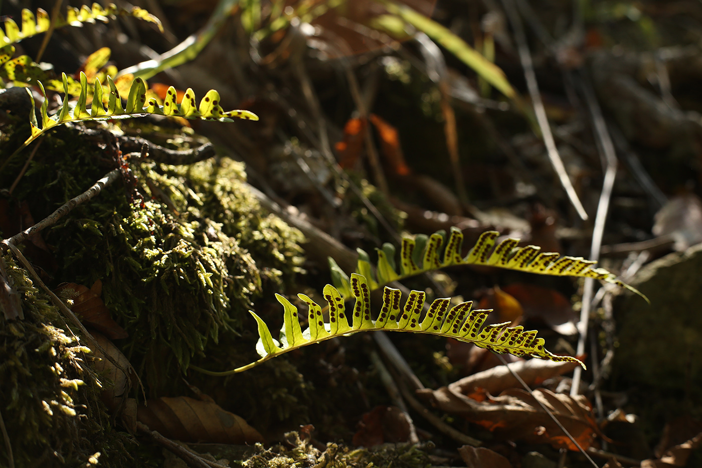 Изображение особи Polypodium vulgare.