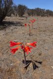 Rhodophiala phycelloides
