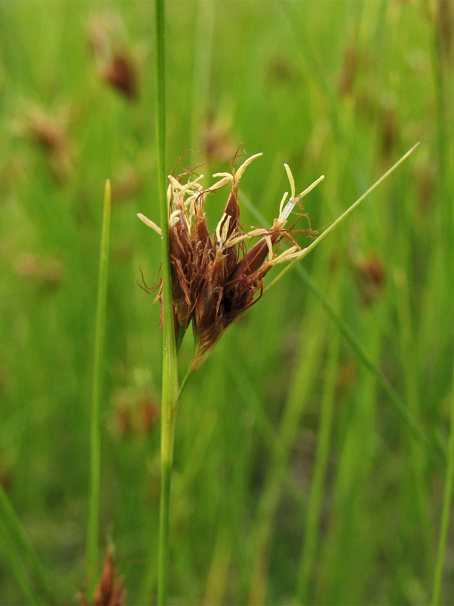 Image of Rhynchospora fusca specimen.