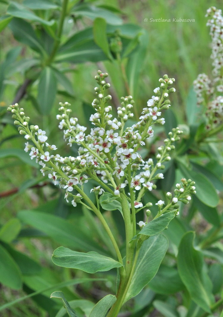 Изображение особи Sibiraea altaiensis.