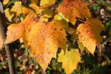 Acer rubrum