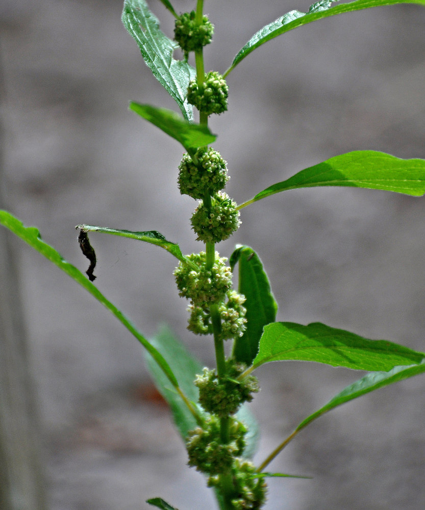 Изображение особи Parietaria officinalis.