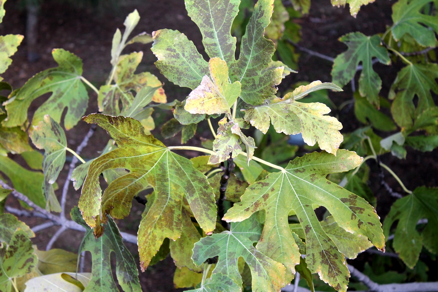 Image of Ficus carica specimen.