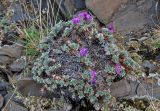 Oxytropis tragacanthoides