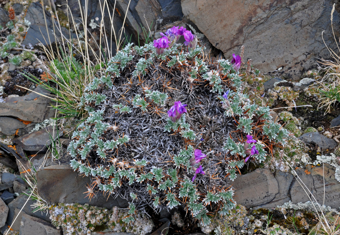 Изображение особи Oxytropis tragacanthoides.