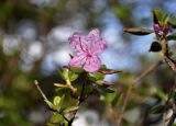 Rhododendron ledebourii. Верхушка побега с цветком. Алтай, Майминский р-н, гора Малая Синюха, ≈ 1200 м н.у.м., опушка смешанного леса. 09.06.2019.