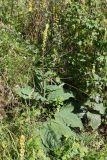 Verbascum nigrum. Расцветающее растение. Псковская обл., г. Гдов, у остатков юго-восточной стены Гдовского кремля, забурьяненный луг. 17.08.2019.