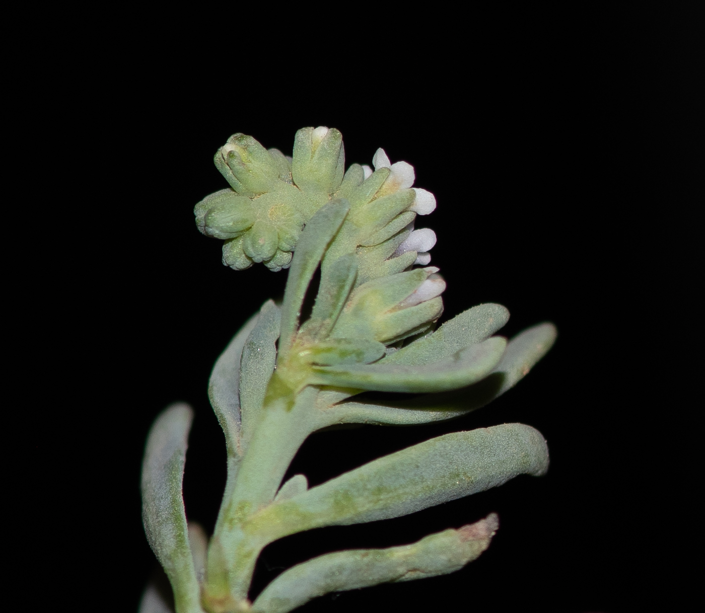 Image of Heliotropium curassavicum specimen.