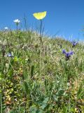 Papaver nudicaule. Цветущее растение. Восточный Казахстан, Южный Алтай, хр. Сарымсакты, пер. Бурхат, ≈ 2200 м н.у.м., горная тундра. 22 июня 2019 г.