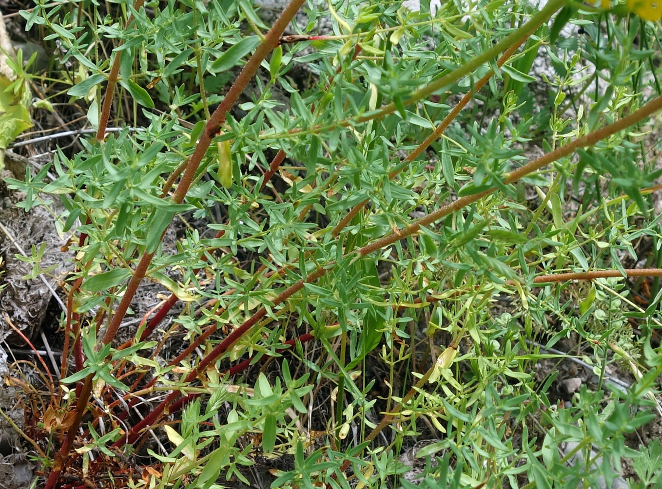 Image of Hypericum scabrum specimen.