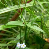 Myosotis palustris