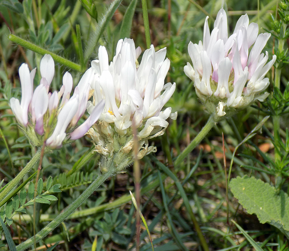 Изображение особи Astragalus onobrychis.