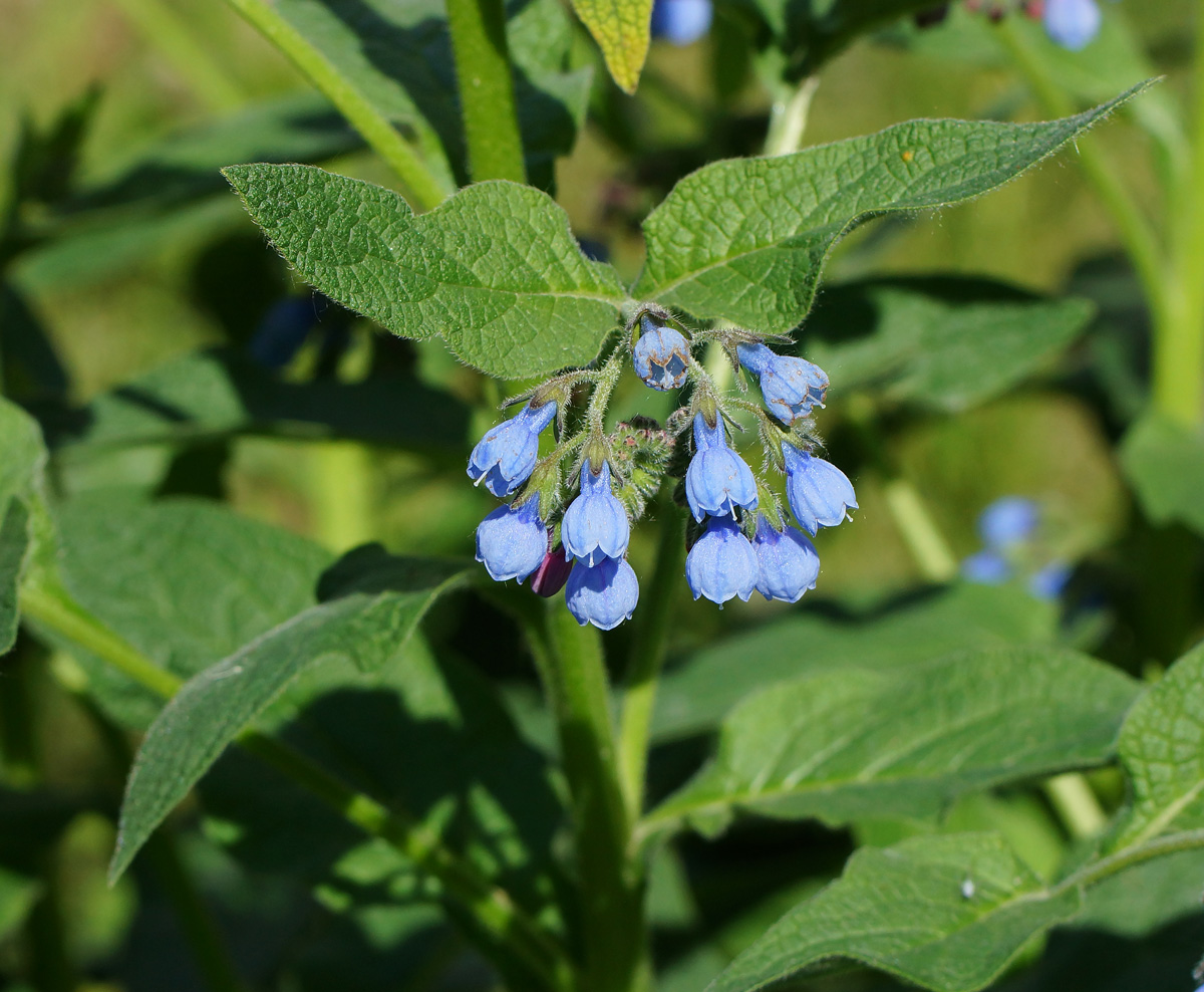 Изображение особи Symphytum caucasicum.