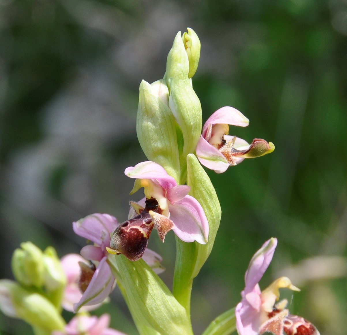 Изображение особи Ophrys umbilicata.