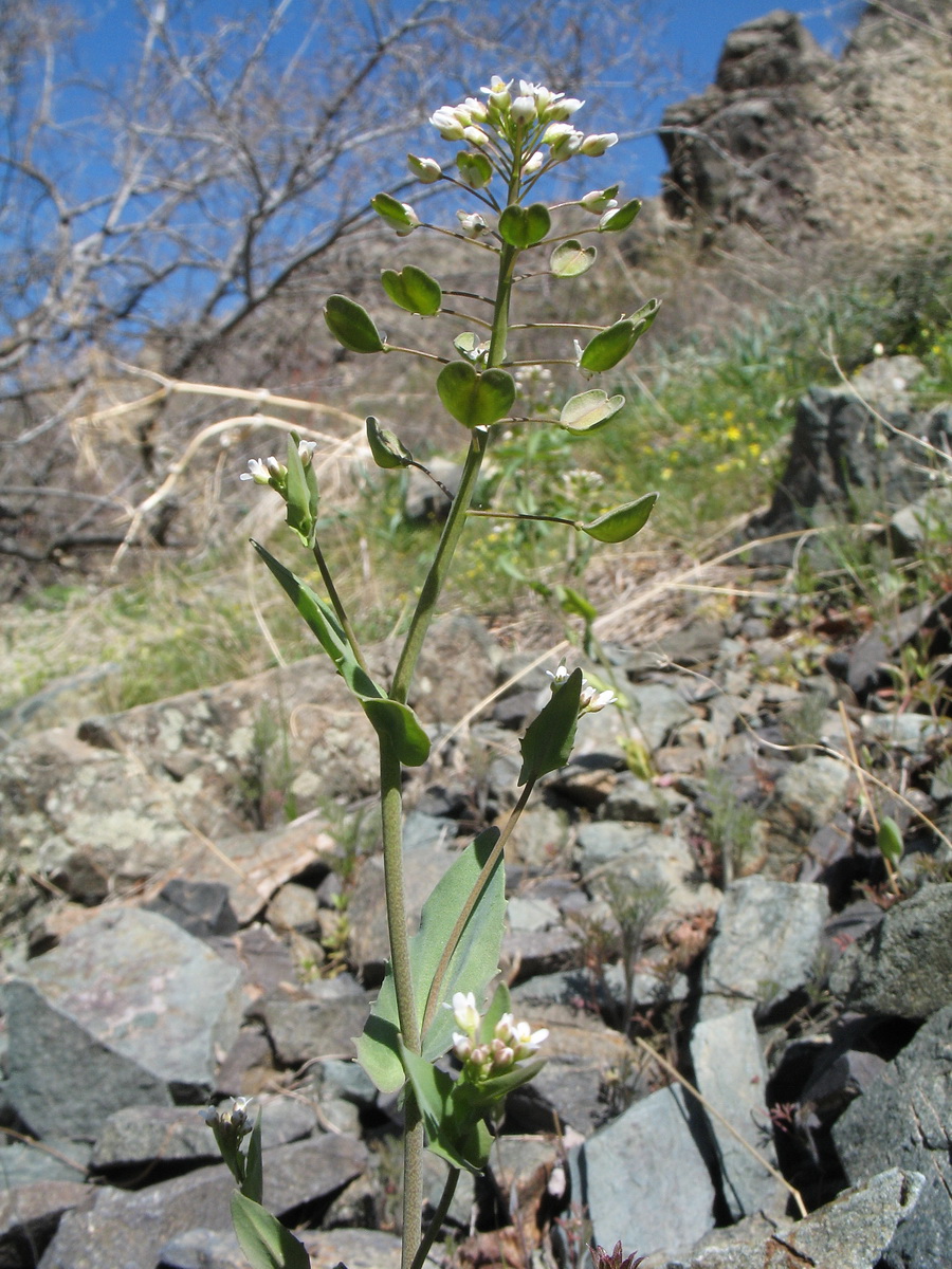 Image of Microthlaspi perfoliatum specimen.