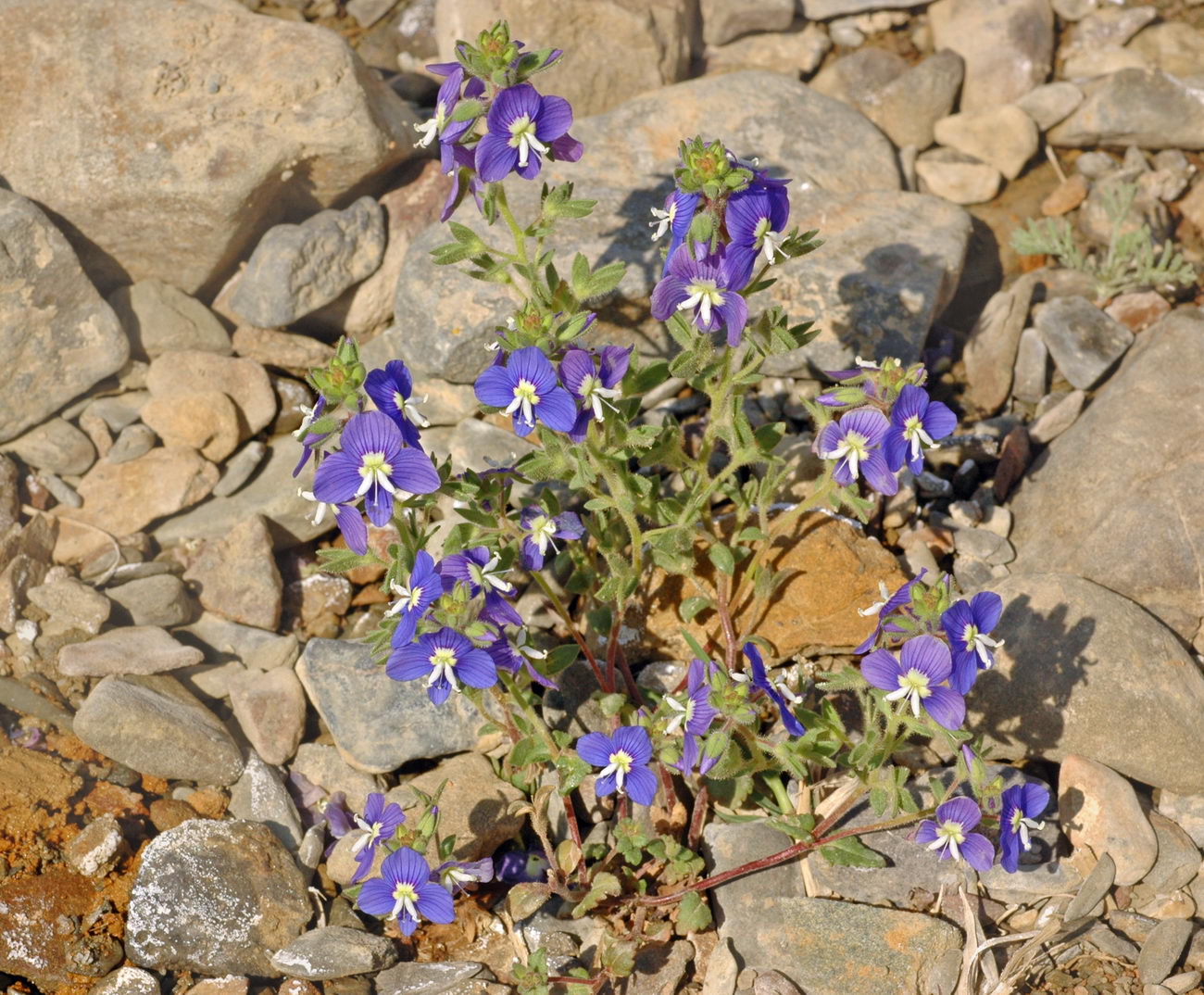 Image of Veronica amoena specimen.