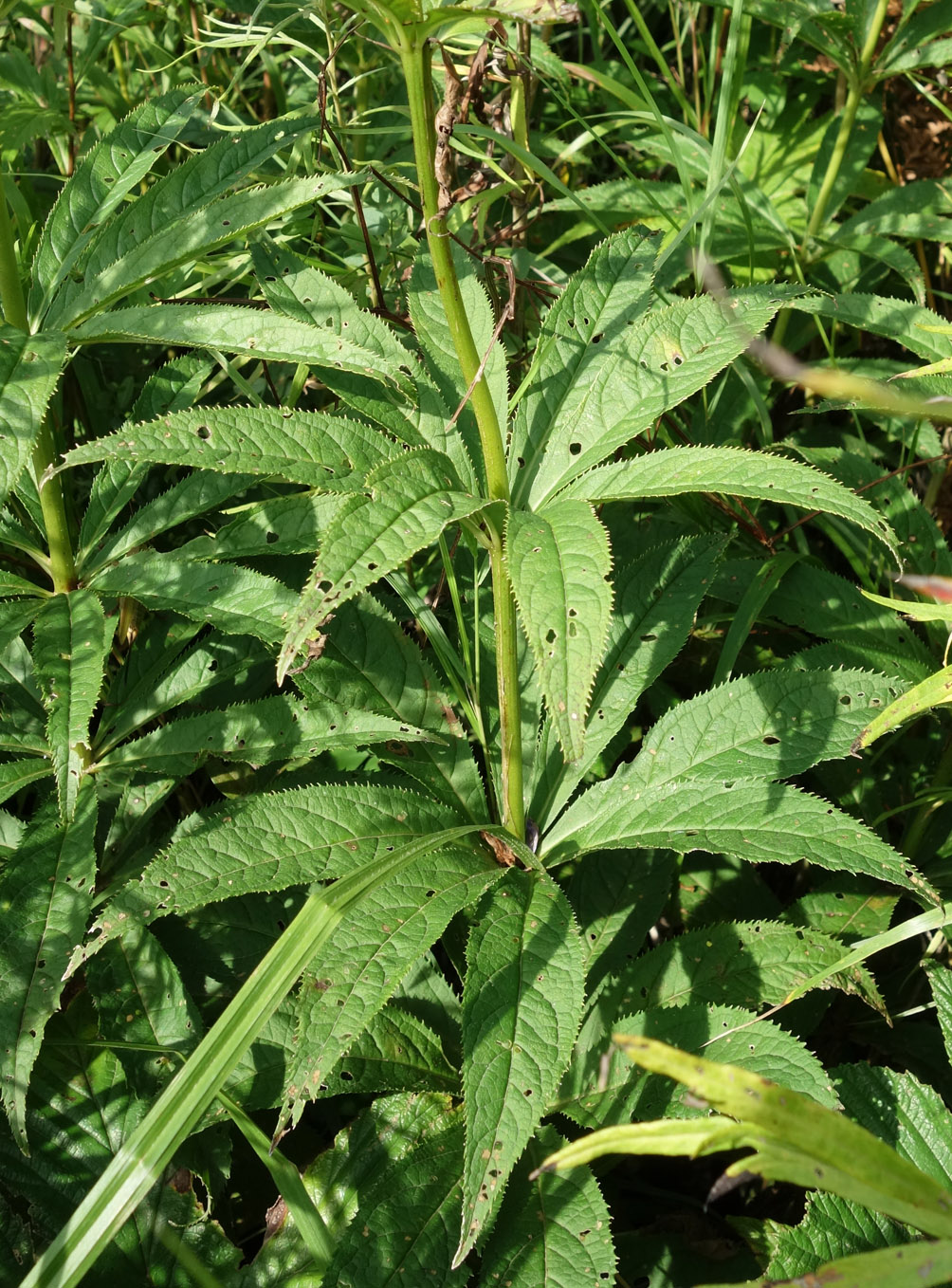 Image of Veronicastrum sibiricum specimen.