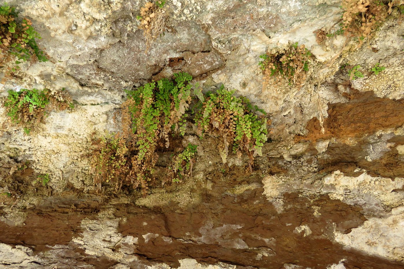 Изображение особи Adiantum capillus-veneris.