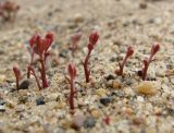 Vaccinium vitis-idaea