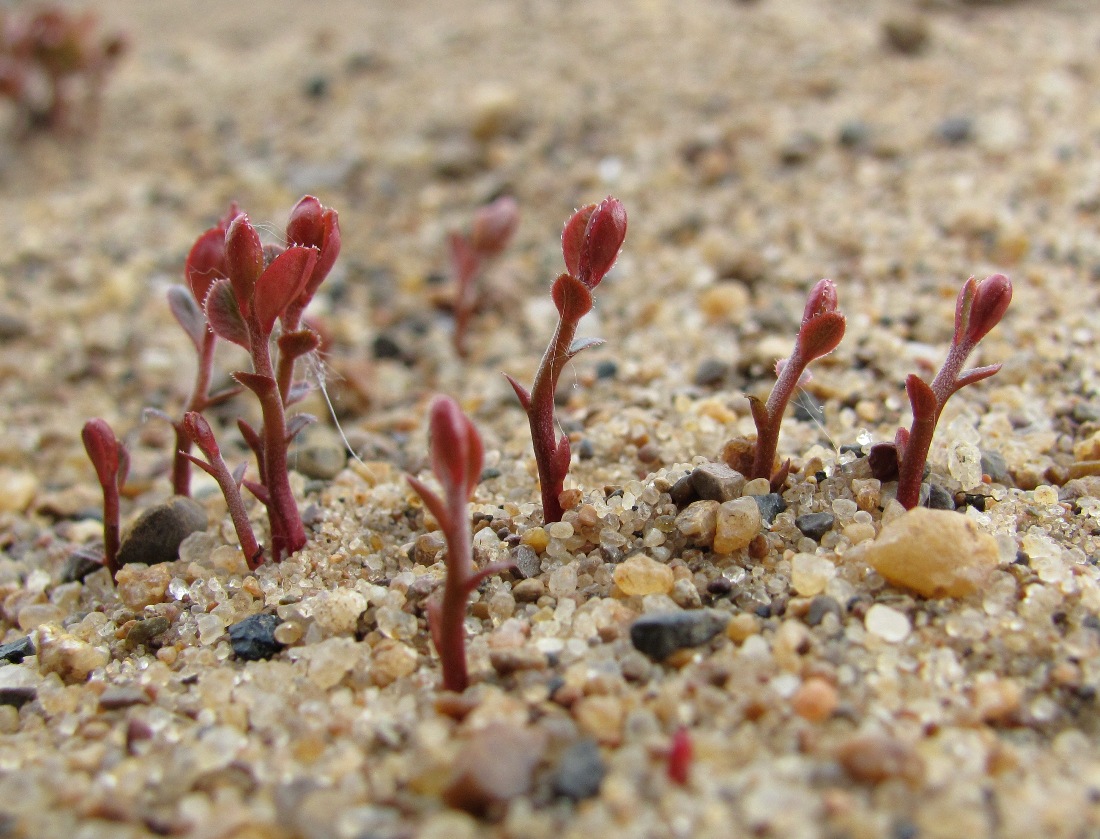 Изображение особи Vaccinium vitis-idaea.