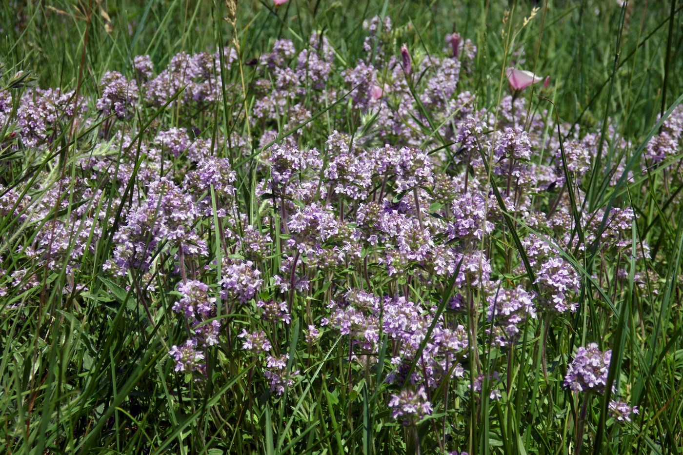 Изображение особи Thymus marschallianus.