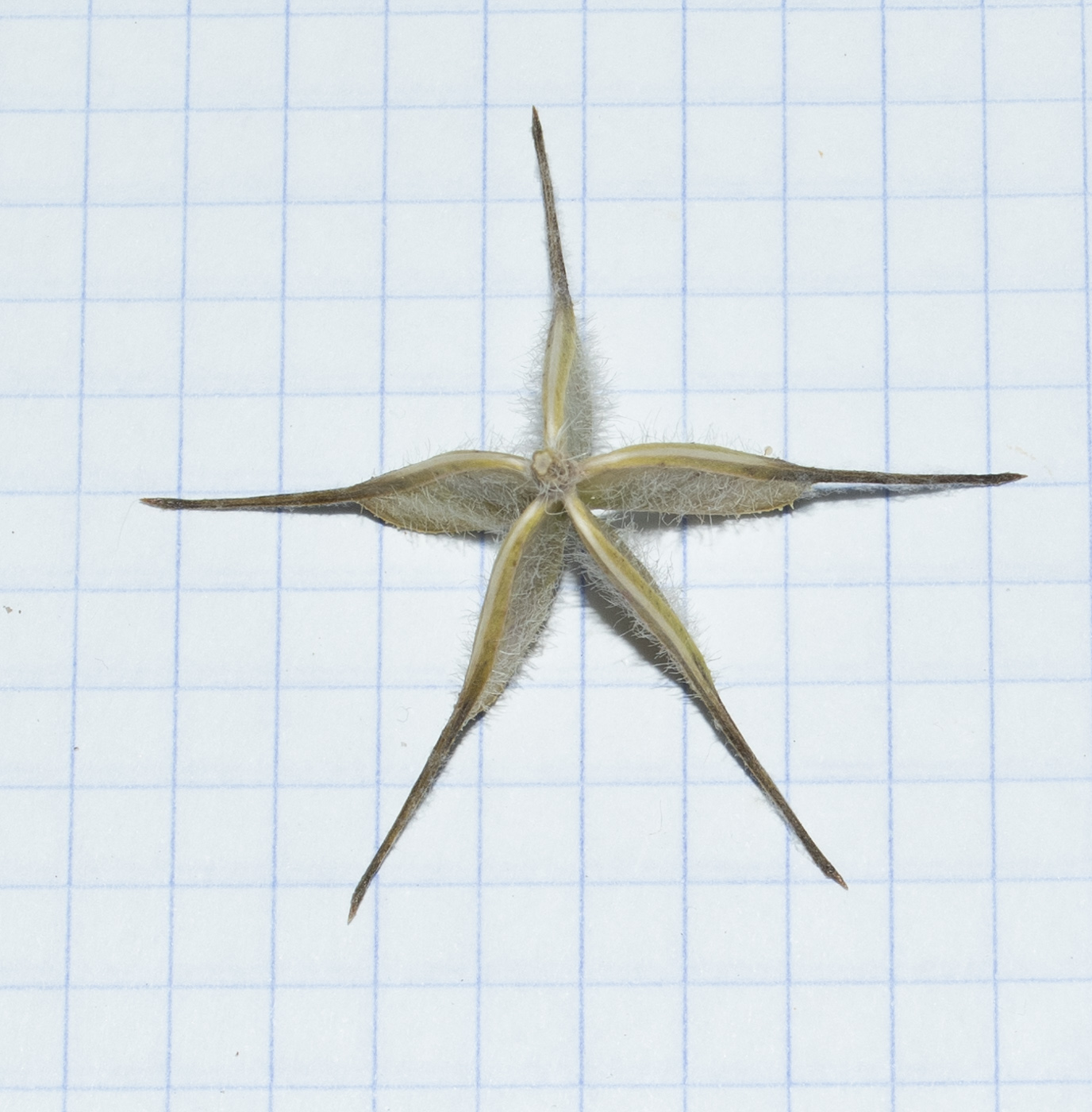 Image of Nigella ciliaris specimen.