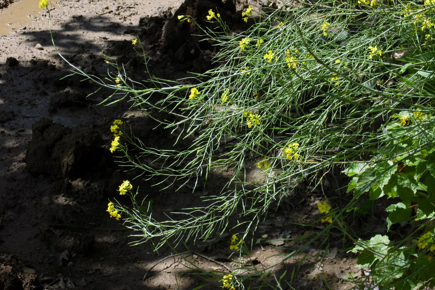 Изображение особи Brassica campestris.