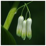 Polygonatum multiflorum. Соцветие. Республика Татарстан, Муслюмовский район, 18.05.2008.