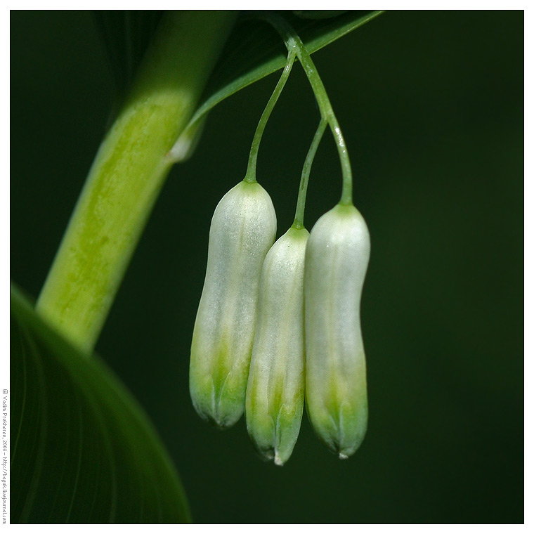 Image of Polygonatum multiflorum specimen.