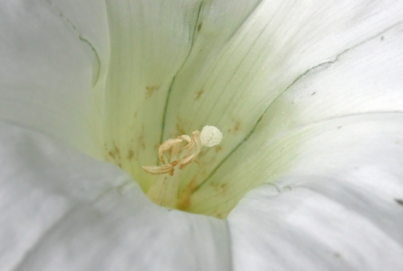 Image of Calystegia silvatica specimen.