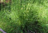 Carex flava