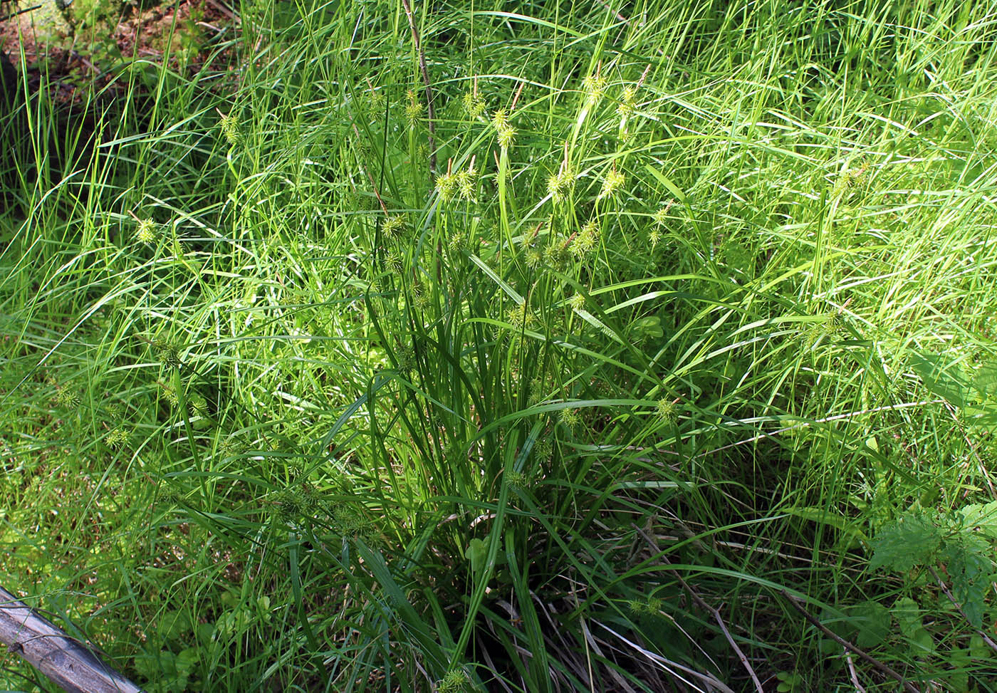 Изображение особи Carex flava.