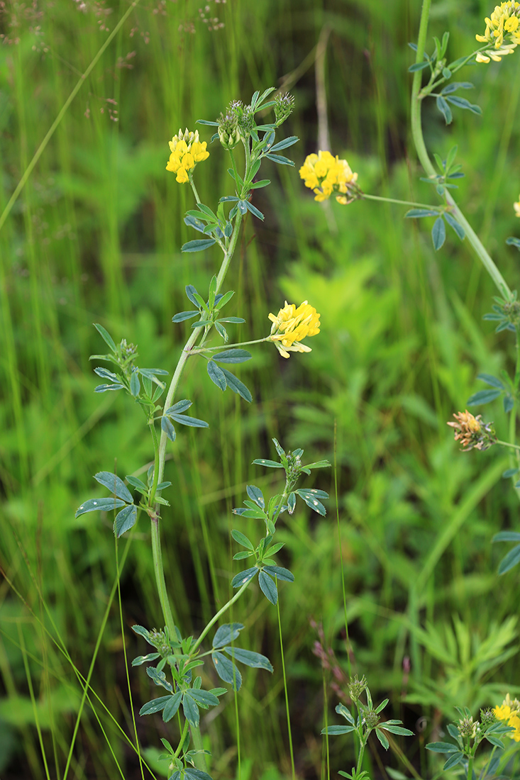 Image of Medicago falcata specimen.