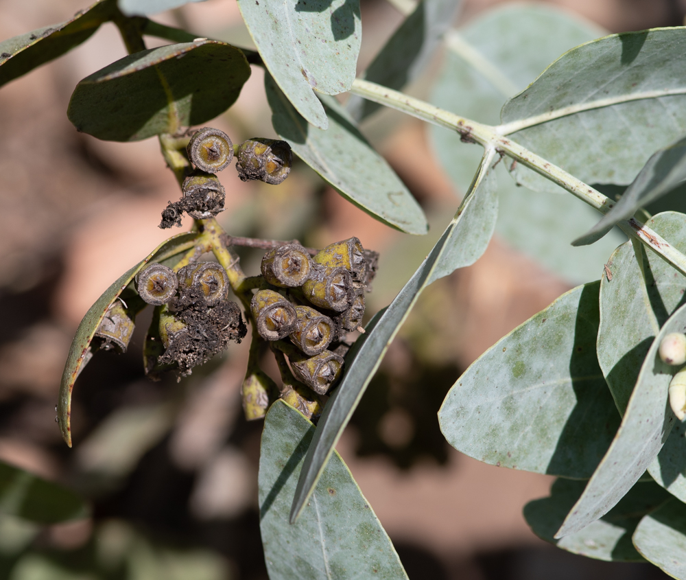 Изображение особи Eucalyptus pruinosa.