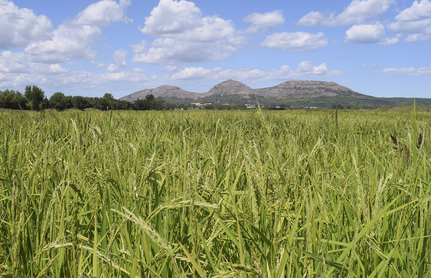 Изображение особи Oryza sativa.