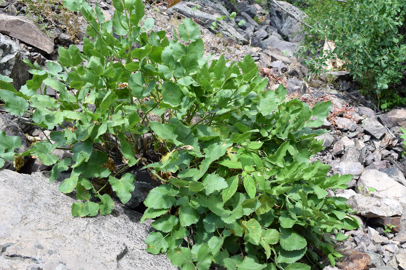 Image of Mediasia macrophylla specimen.