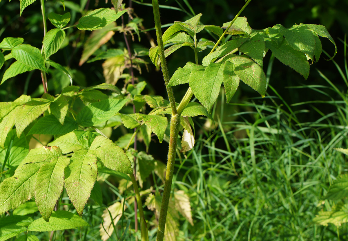 Image of Chaerophyllum aromaticum specimen.